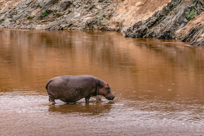 a hippo walking through a body of water