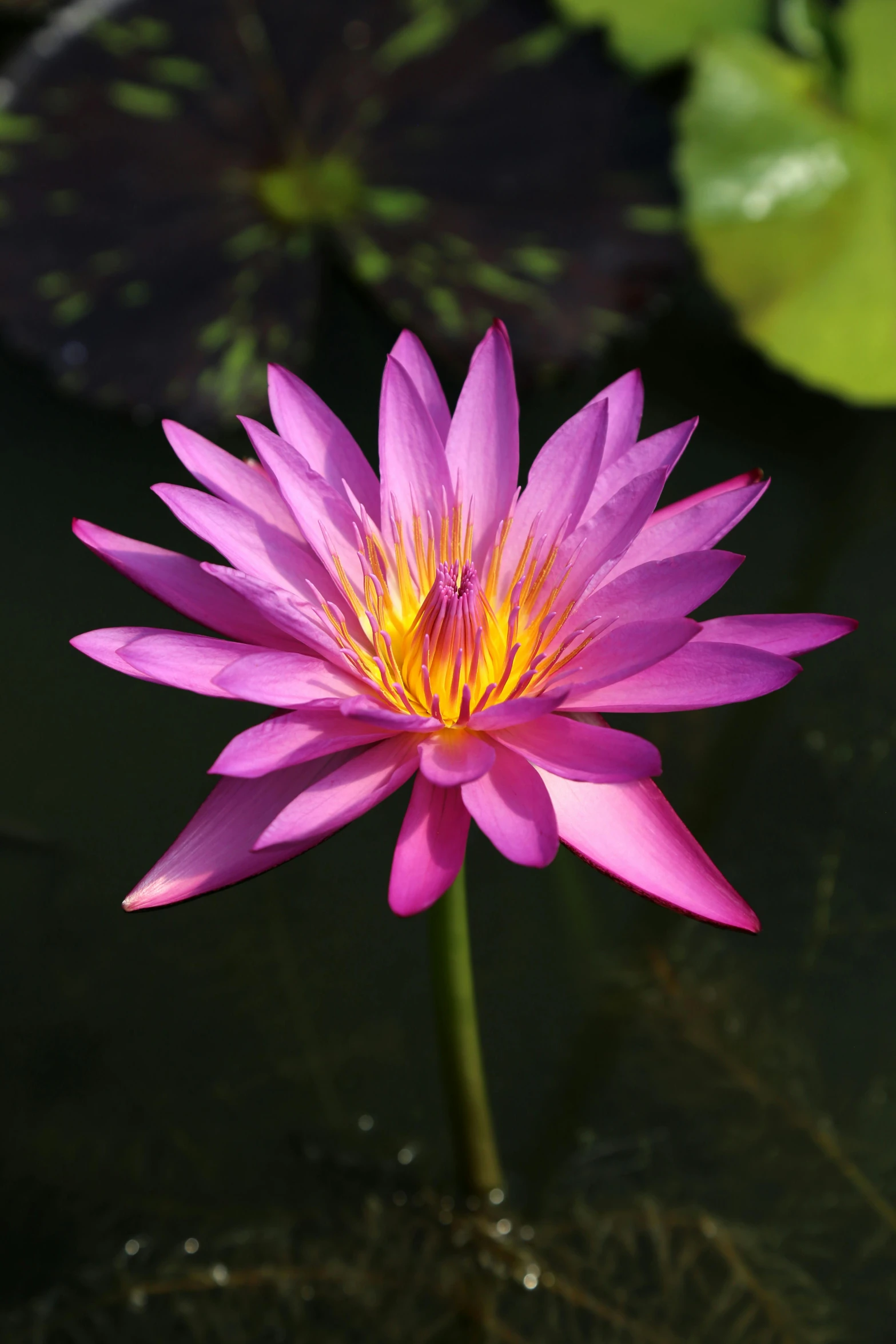 a flower sitting on top of green leaves