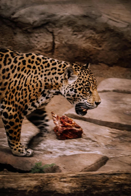 a leopard standing on top of a rocky field