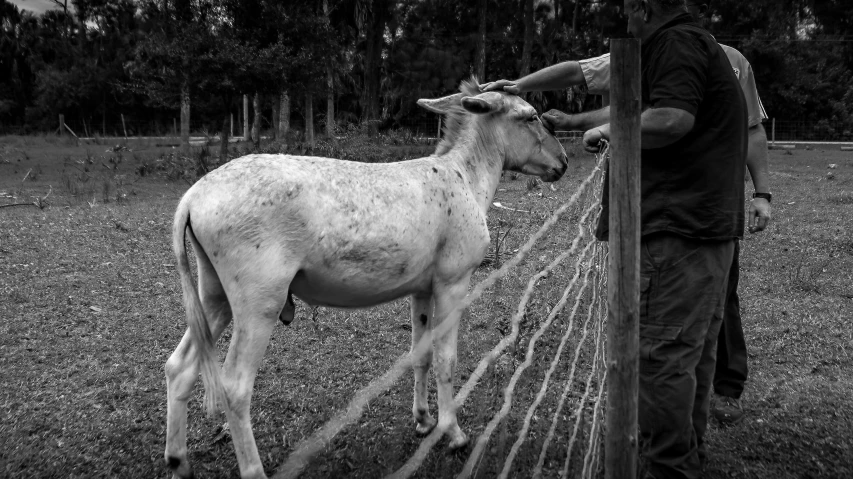 a black and white po of a man with his hand on a fence and a goat