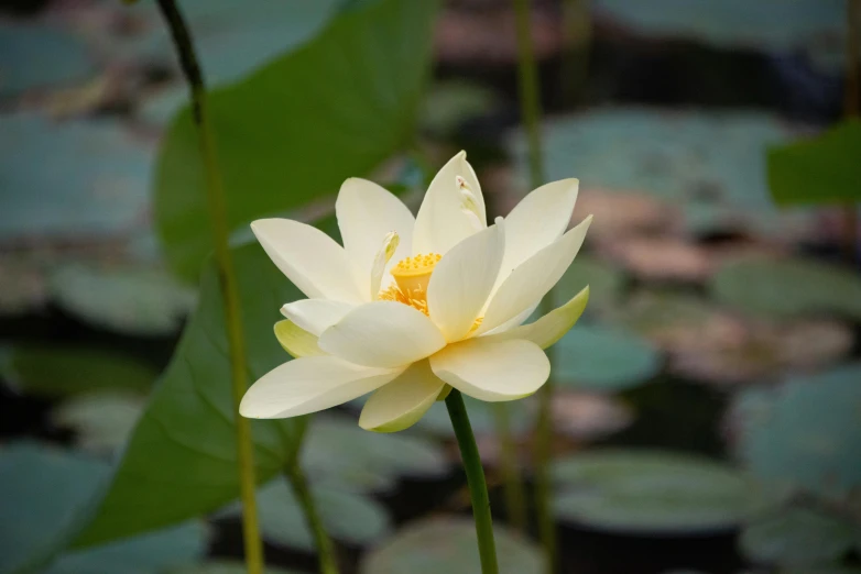 a yellow flower in the middle of some water lillies