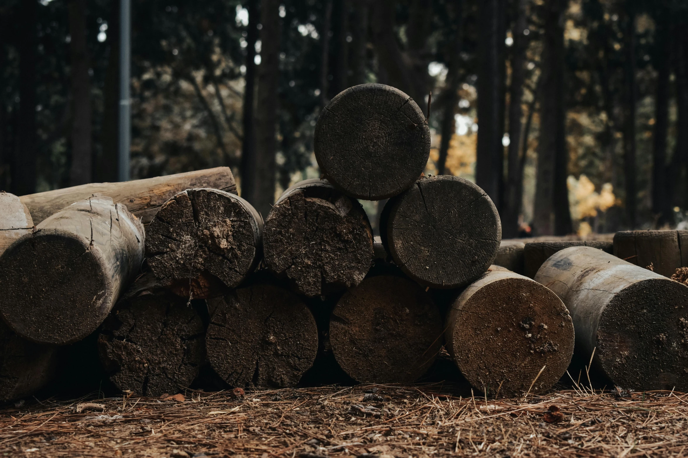 some logs sit in the dirt by some trees