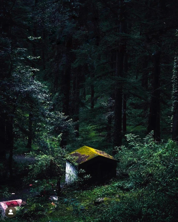 a cabin in the woods has a moss roof