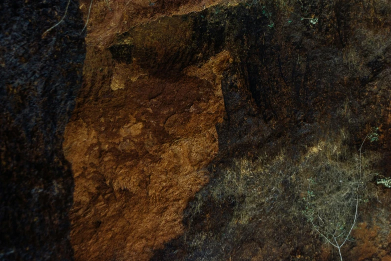 an animal standing on the ground under some rocks