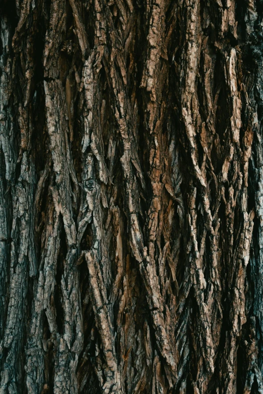 tree bark with a lot of holes in the bark