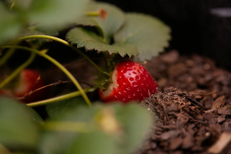 a strawberry in a pot of soil near a plant