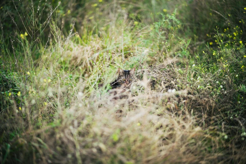 a lone animal hiding in the tall grass