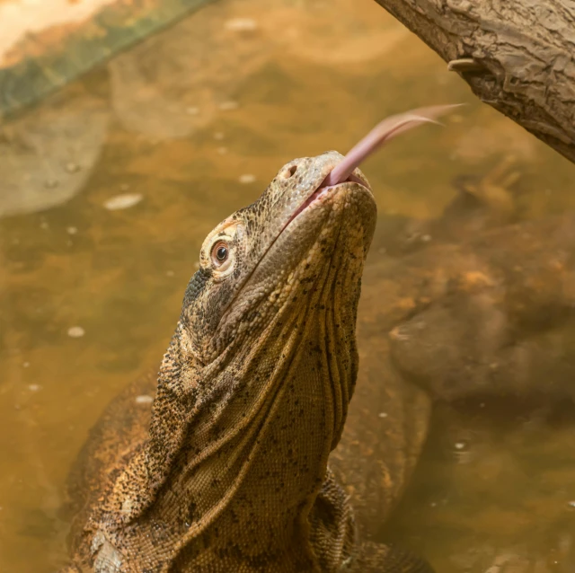 an iguana holds on to the nch with his tongue