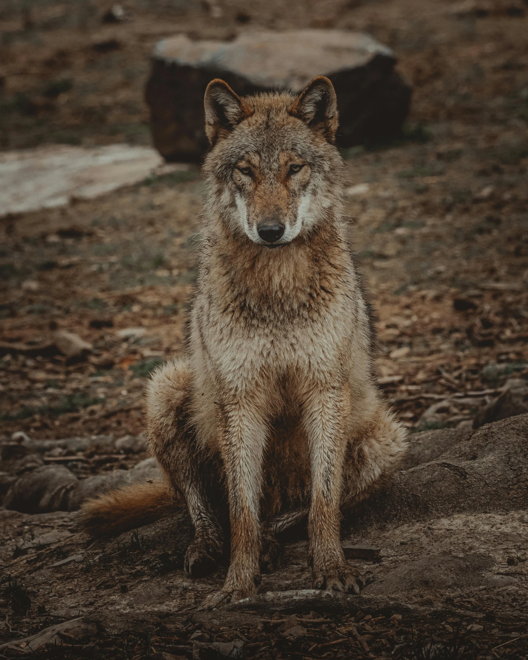 a large furry wolf sitting in the woods