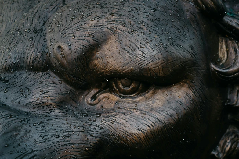 an elephant's face covered in rain drops