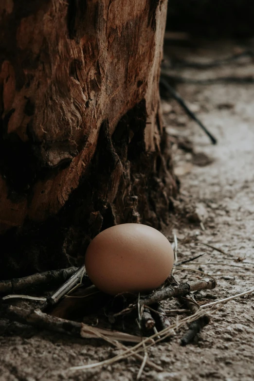 a piece of wood with a chicken egg on it