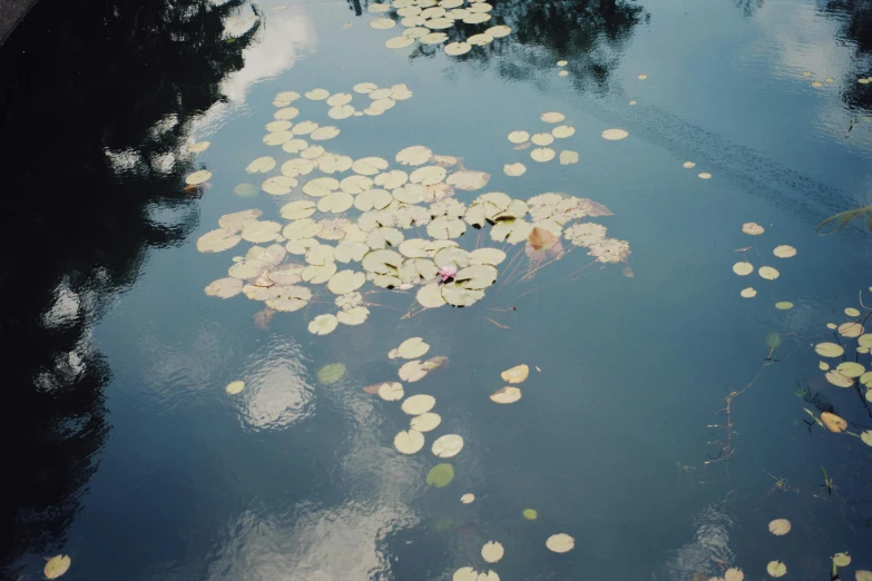 lily padions float in a body of water near a tree line