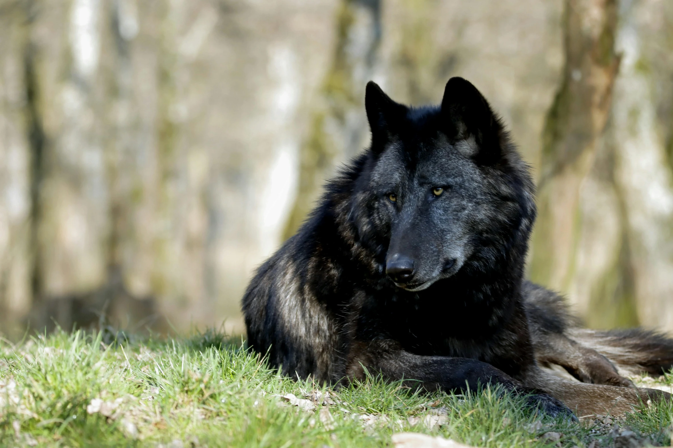 a black wolf laying in the grass on a sunny day