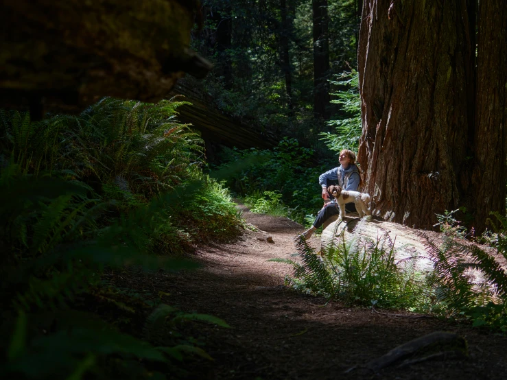 person sitting in the middle of a forest area, near an old growth tree