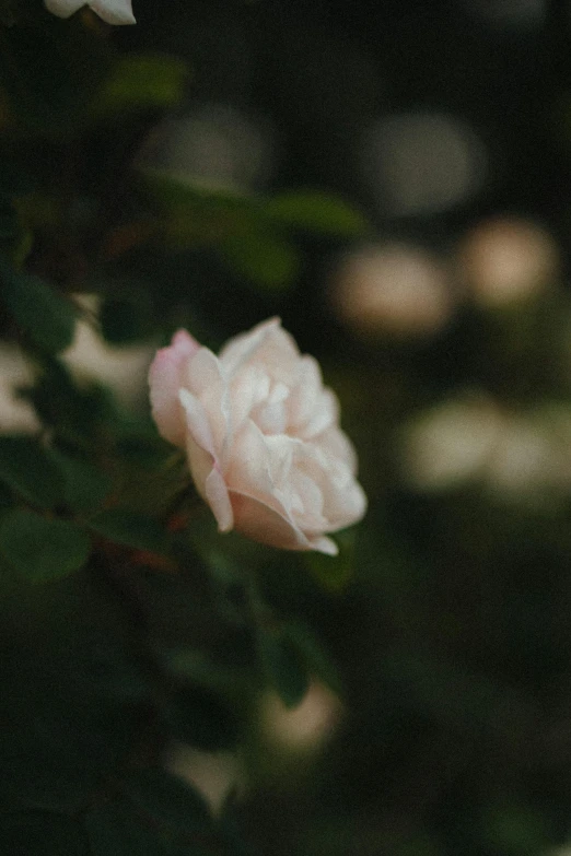 the pink rose is blooming next to a bush