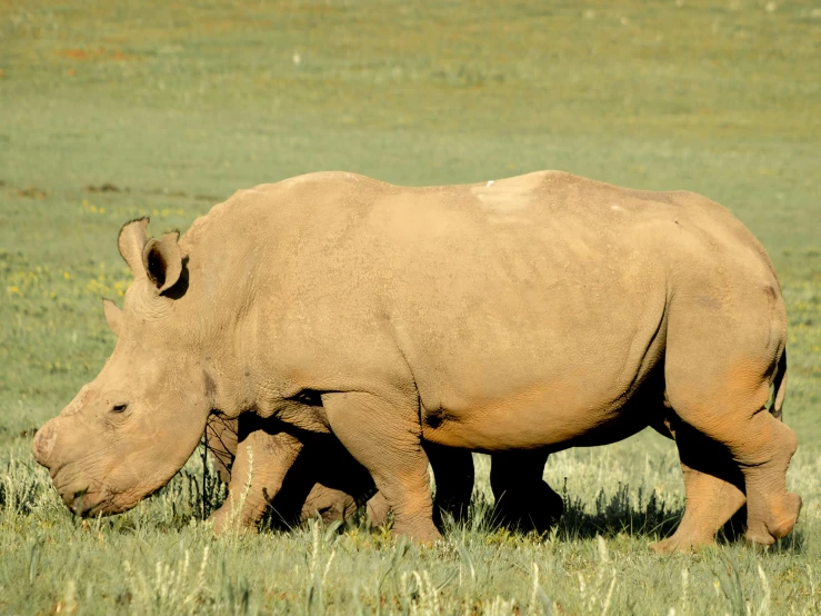 a baby rhino nursing on top of an adult rhino in the field