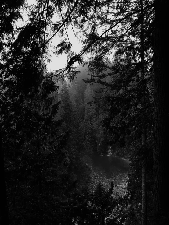 black and white pograph of an empty bench in a wooded area