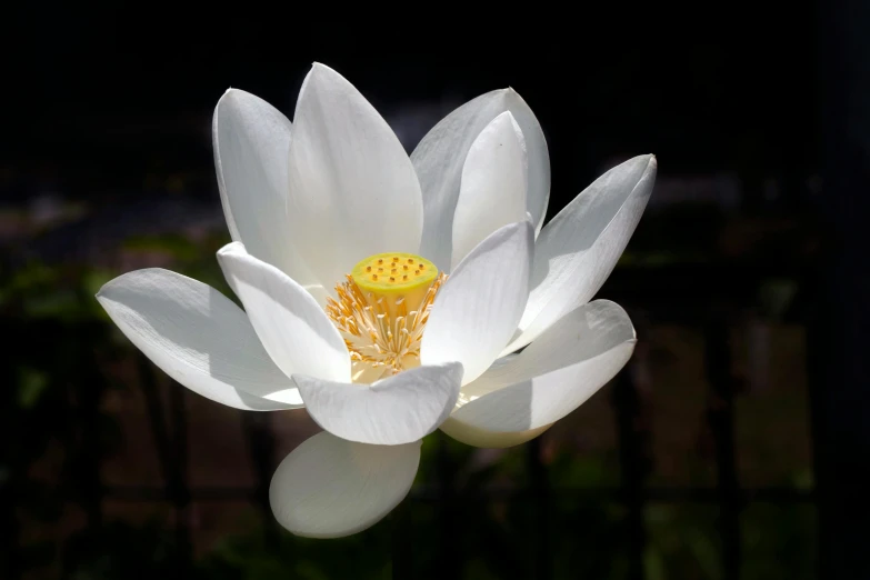 the white flower is blooming in the dark
