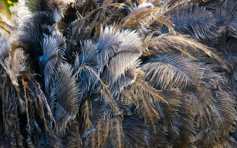 some feathers that have been arranged in a pattern