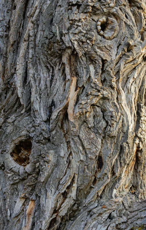 a bird is perched on top of a tree bark