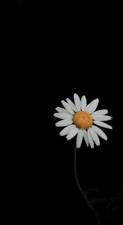 a closeup image of a white flower on a black background