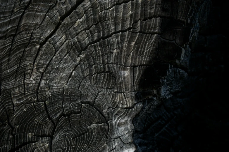 close up of the cut bark of an elephant's trunk