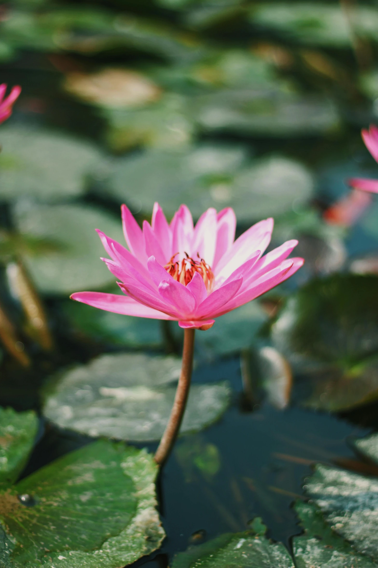 two pink water lilies in the middle of a pond