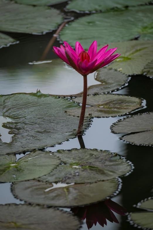 a pink water lily in bloom near a pool of lily pads