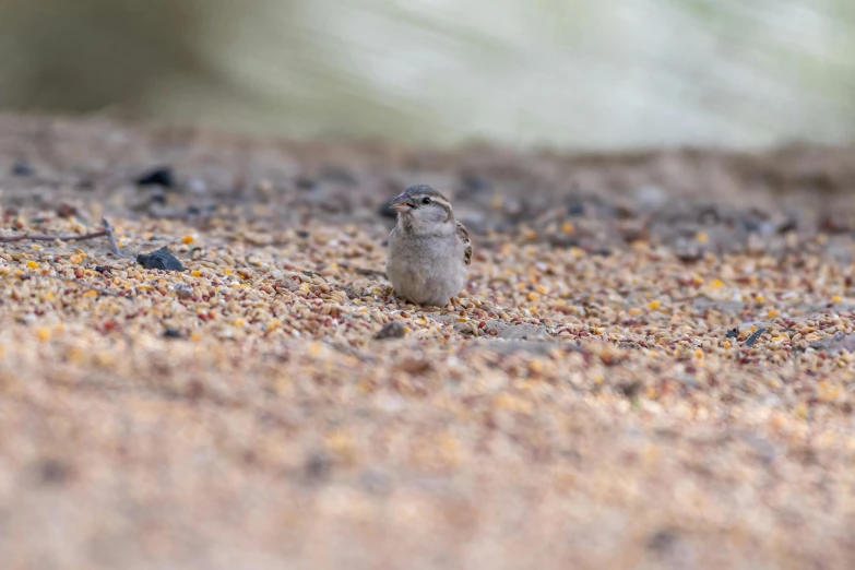 small bird sitting on top of sand covered ground
