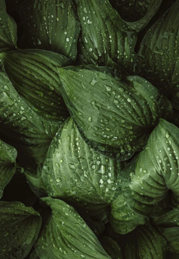 close up pograph of large green leaves with water drops