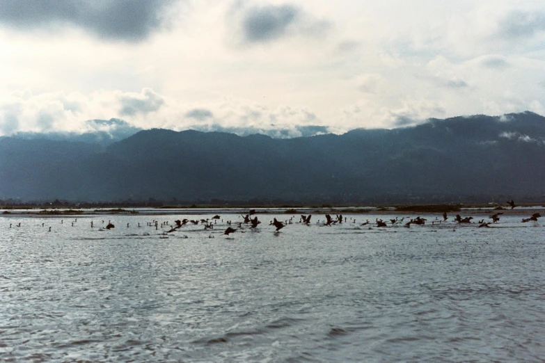 a bunch of ducks swimming in the water