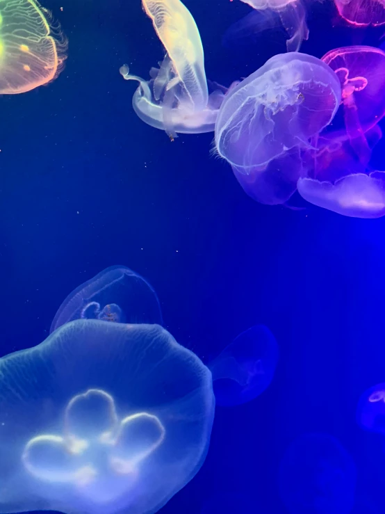 multiple jellyfish with different colors are in the ocean