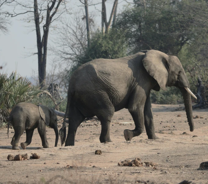 an adult elephant standing next to a baby elephant