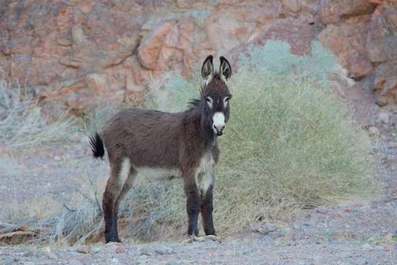 an image of a donkey standing by some bushes