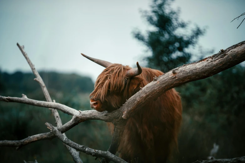 an animal with horns is in the tree