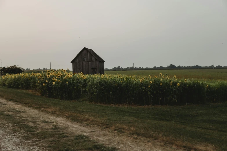 a dirt road running through a grass covered field