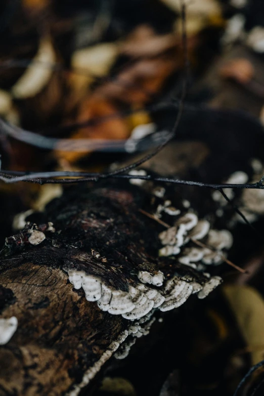 a mushroom is covered with ligt on the tree stump