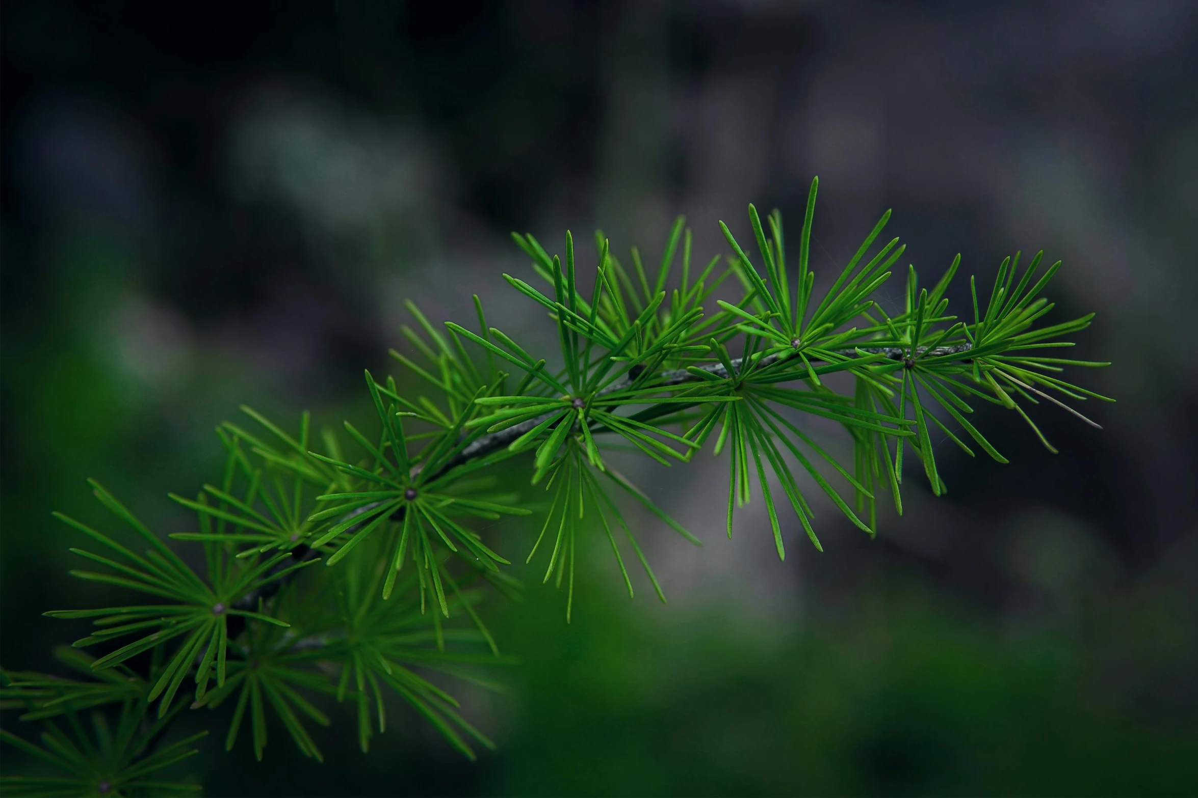 a nch of a fir tree with tiny leaves