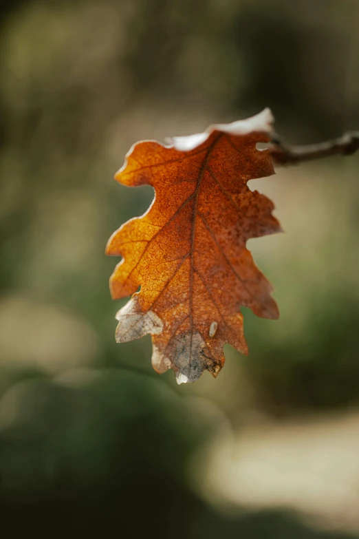 leaf with water drops lying on it hanging from a tree nch