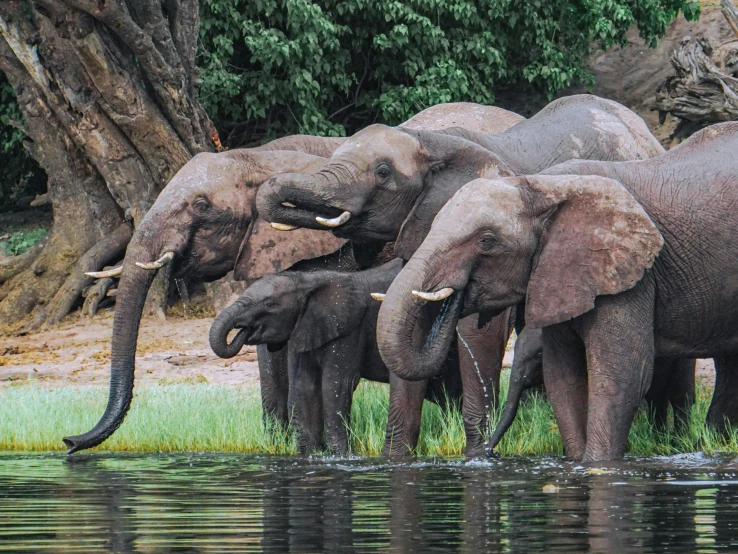 an image of herd of elephants in the water