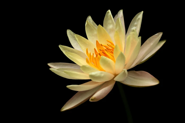 a flower in bloom with large white petals