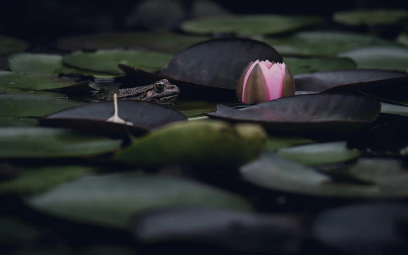 there is a frog in a pool full of waterlilies