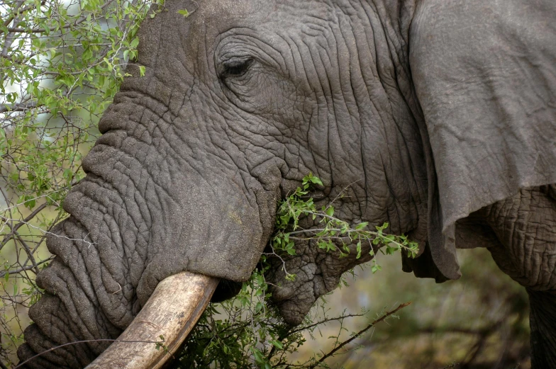 a close up image of an elephant eating leaves