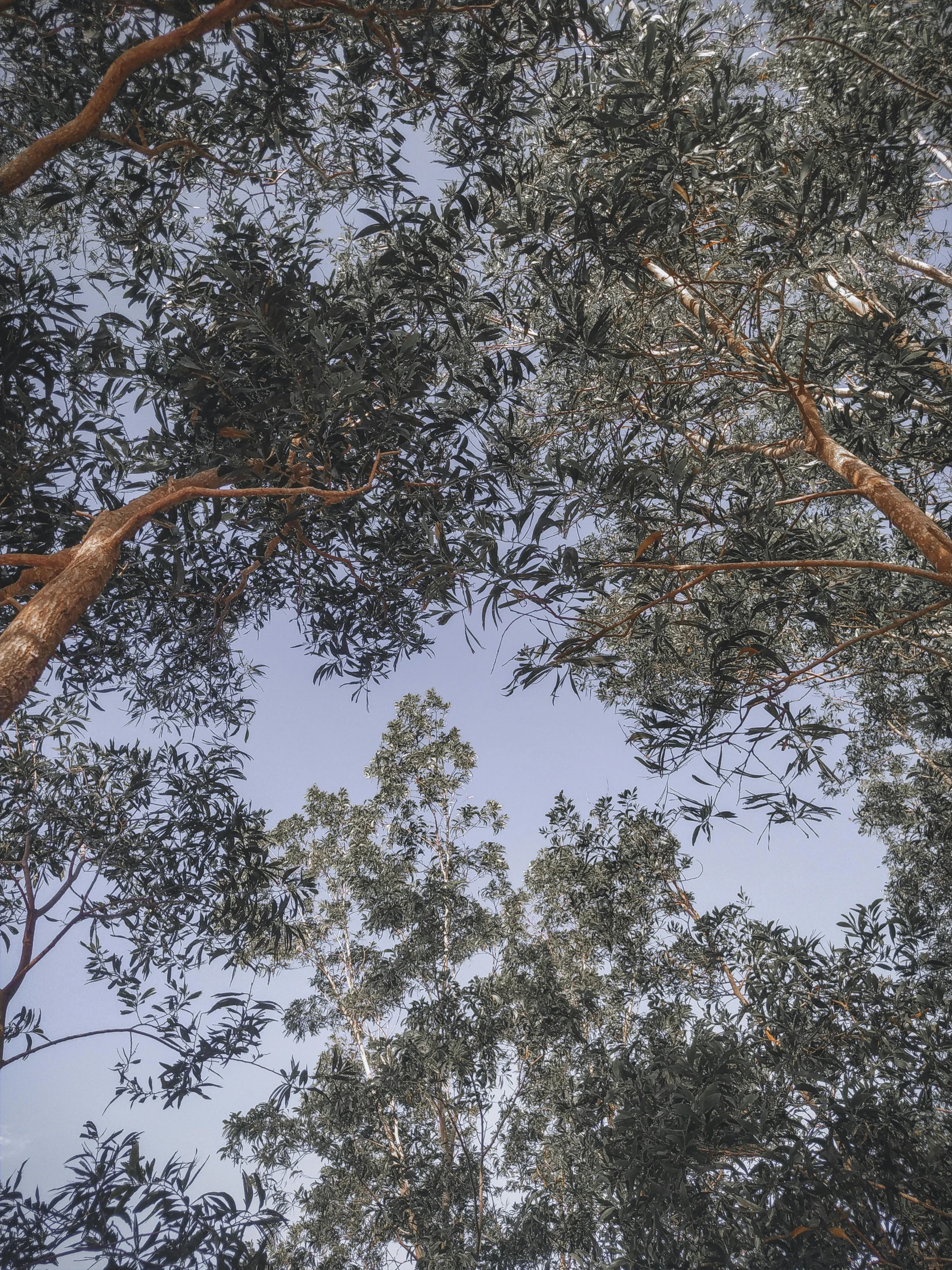 the view from a forest looking up at nches, leaves and foliage