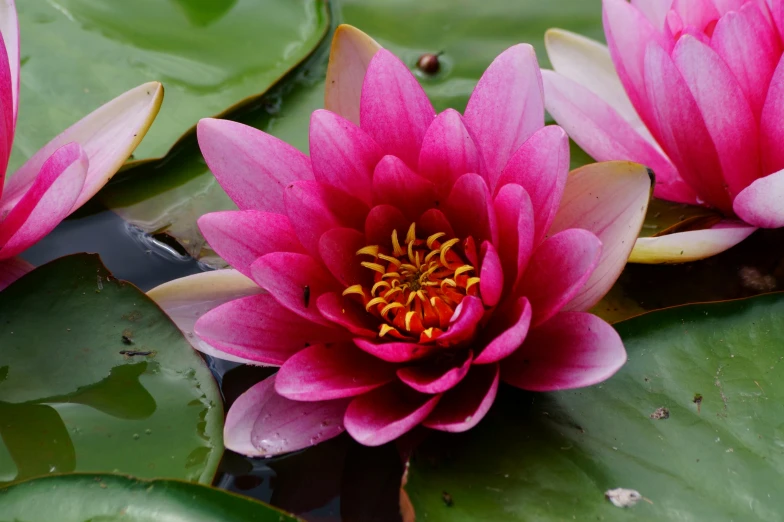 a few water lilies with some green leaves around them