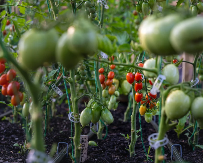 many tomatoes growing on the plants in a garden