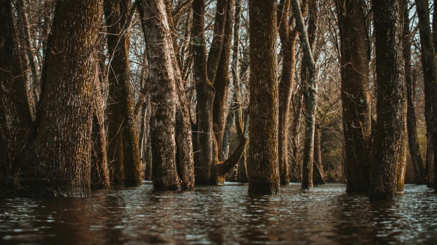 a group of trees sitting in the water surrounded by water