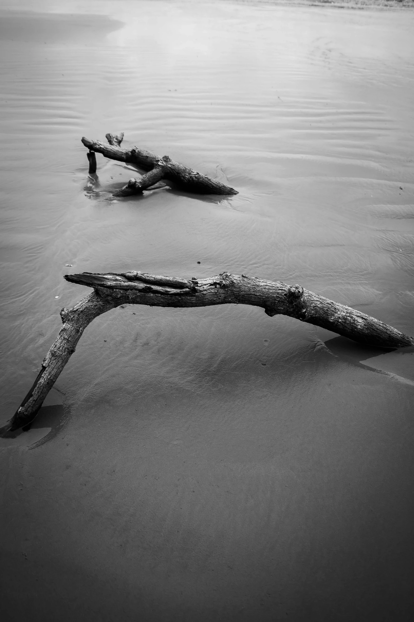 a driftwood nch laying on the beach