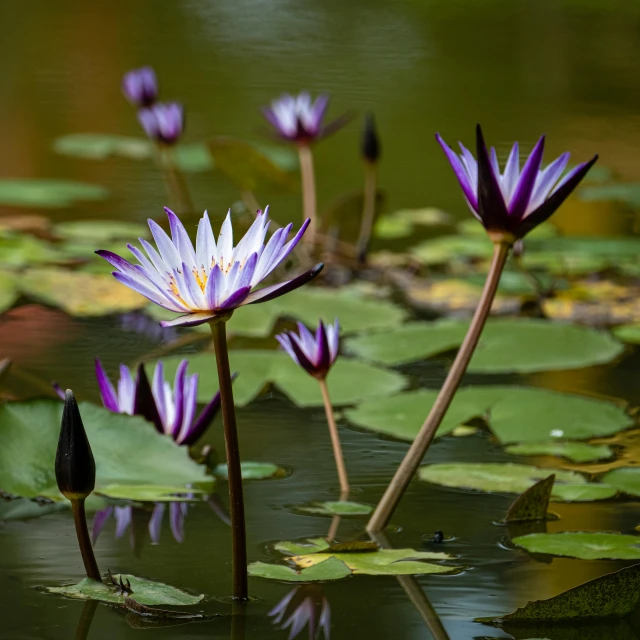 four purple flowers sit among lily pads on the water