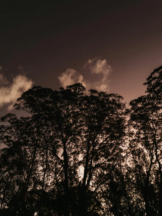 a couple of trees silhouetted against the night sky